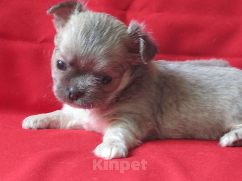 Собаки в Санкт-Петербурге: чихуахуа девочка Девочка, 60 000 руб. - фото 5