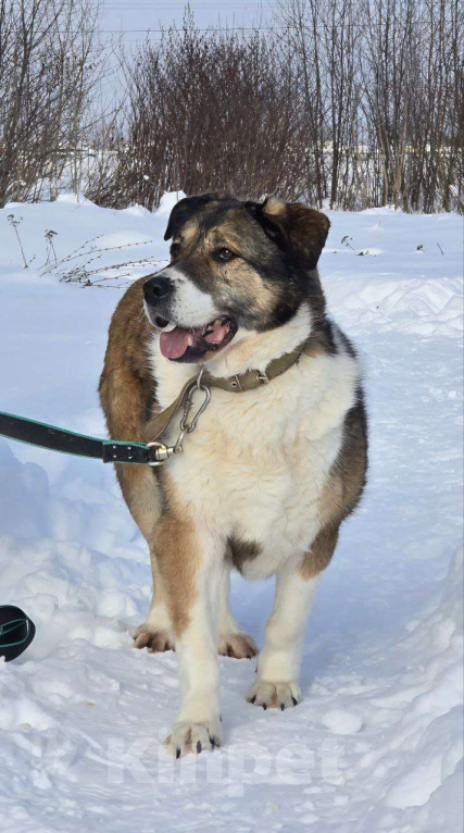 Собаки в Королеве: В поисках дома Берта. Девочка, Бесплатно - фото 10