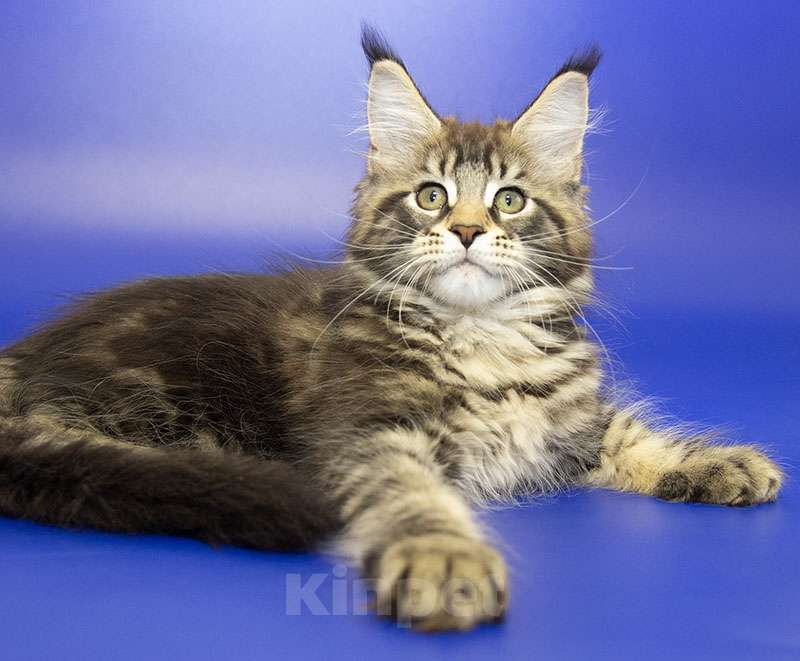 Кошки в Москве: Котенок Мейн Кун Девочка, Бесплатно - фото 1