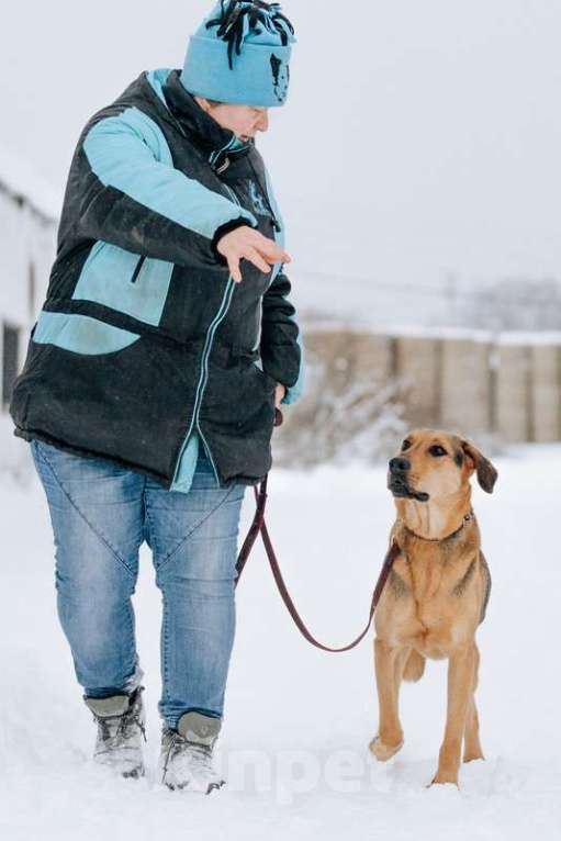 Собаки в Москве: Несчастный пес Брэд — с детства до 4 лет в приюте Мальчик, Бесплатно - фото 5