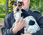 Собаки в Москве:  Санчо маленький удалец в поисках семьи Мальчик, 10 руб. - фото 2