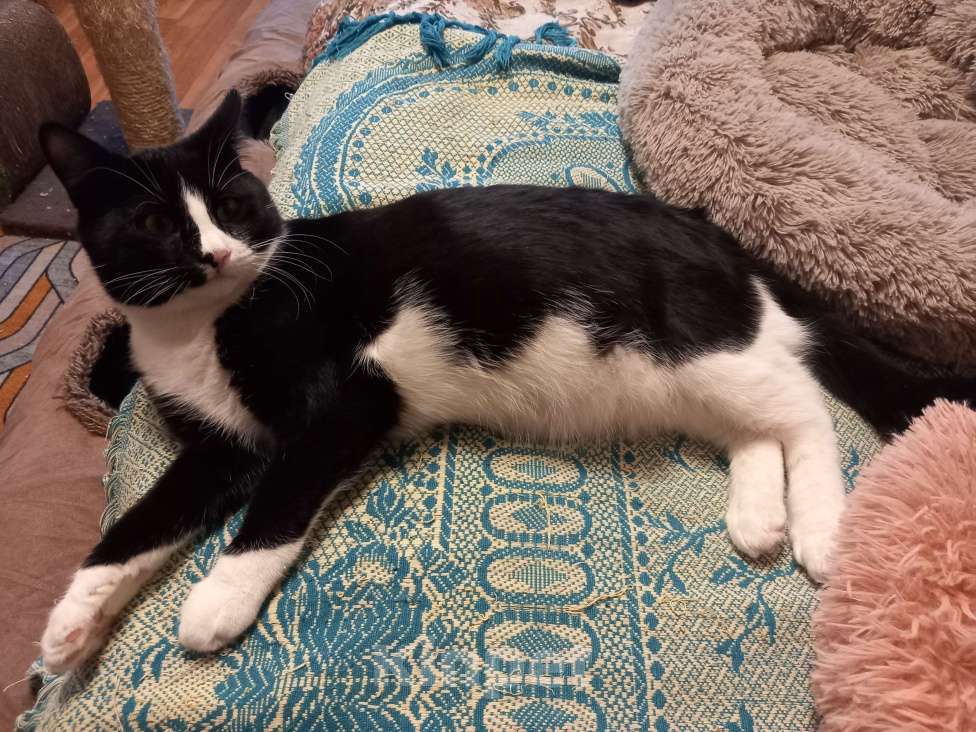 Кошки в Москве: Котик Сэм в ваш дом Мальчик, Бесплатно - фото 2