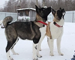 Собаки в Ярославле: Красотки Девочка, 60 000 руб. - фото 3