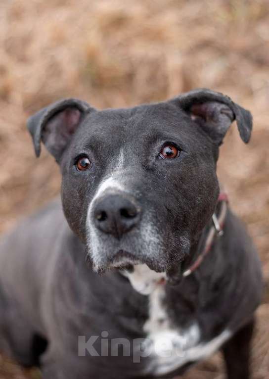 Собаки в Москве: Американский стаффордширский терьер Парс в приюте в дар Мальчик, 1 руб. - фото 7