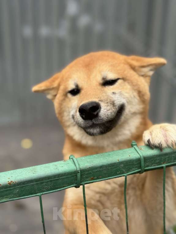 Собаки в Балашихе: Отличный мальчик сиба Мальчик, 40 000 руб. - фото 2