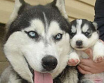 Собаки в Мирном: Хаски Щенки Разных окрасов Разнополые, Бесплатно - фото 1