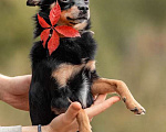 Собаки в Москве: Метис чихуахуа Джимми в добрые руки Мальчик, 1 руб. - фото 4