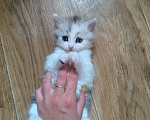 Кошки в Саратове: Котята Мальчик, 1 000 руб. - фото 2