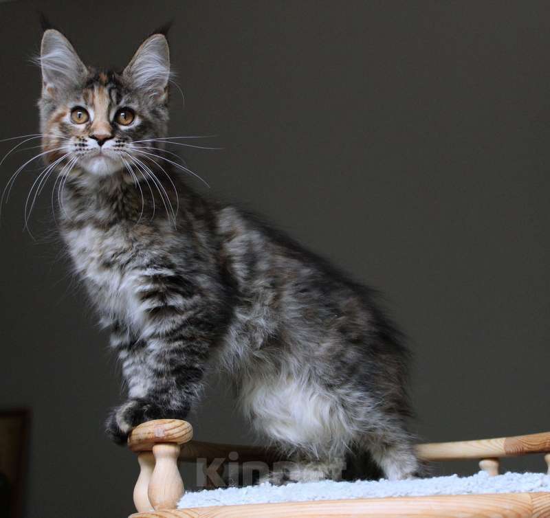 Кошки в Раменском: Zoya Девочка, 30 000 руб. - фото 4