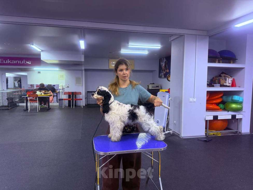 Собаки в Москве: Американский кокер-спаниель: будущий чемпион, отличные данные  Мальчик, 120 000 руб. - фото 3