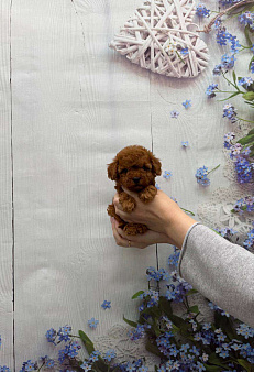 Милая малышка той-пудель