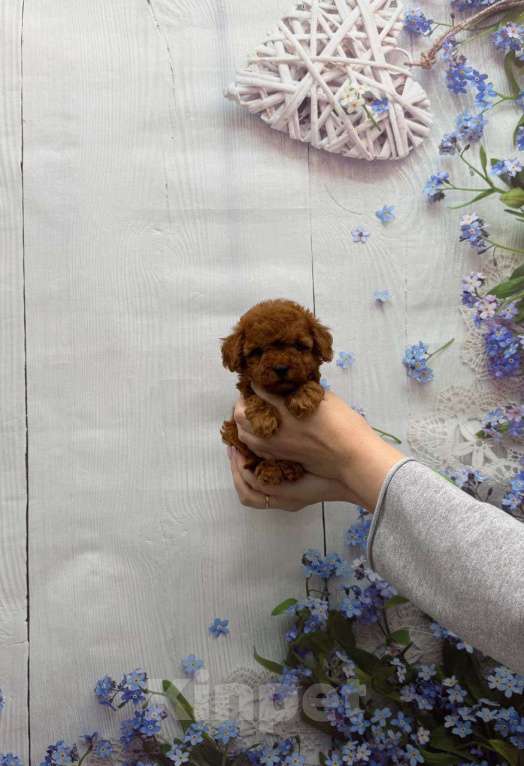 Собаки в Москве: Милая малышка той-пудель Девочка, 60 000 руб. - фото 1