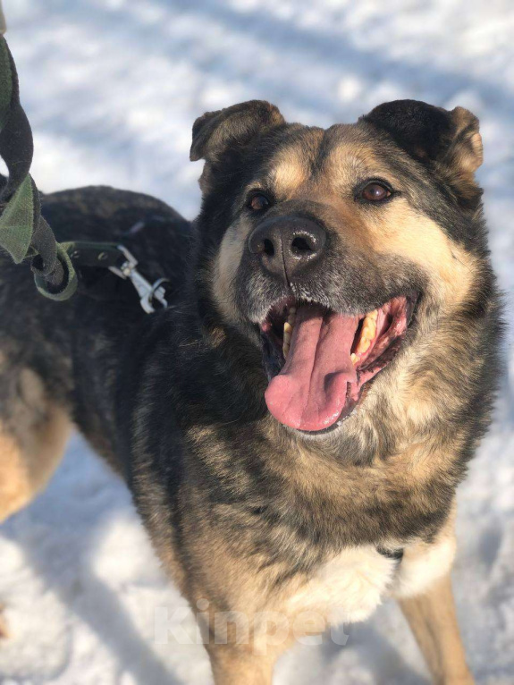 Собаки в Москве: Чудесный Гранд из приюта покорит Вас своим позитивом Мальчик, Бесплатно - фото 5