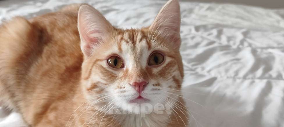 Кошки в Королеве: Котёнок Вишенка Девочка, Бесплатно - фото 2