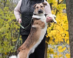 Собаки в Москве: Срочно ищет семью молодой пес Ричард Мальчик, 1 руб. - фото 9