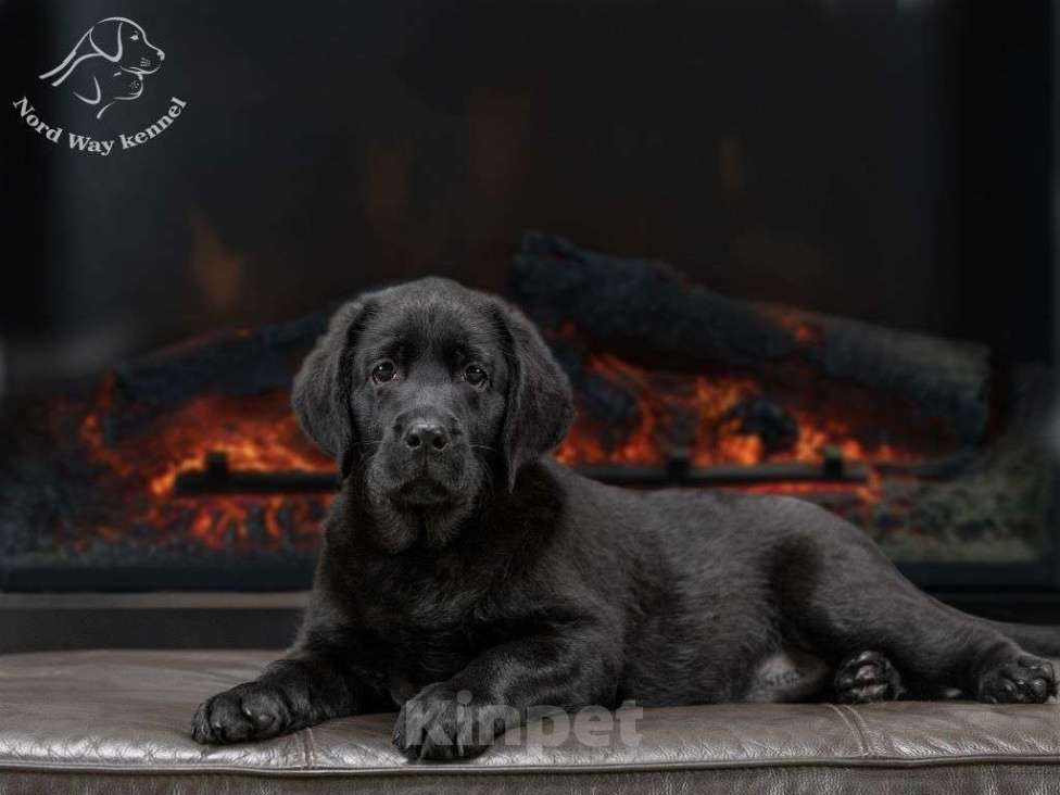 Собаки в других городах Ленинградской области: черная девочка из питомника Девочка, 110 000 руб. - фото 1