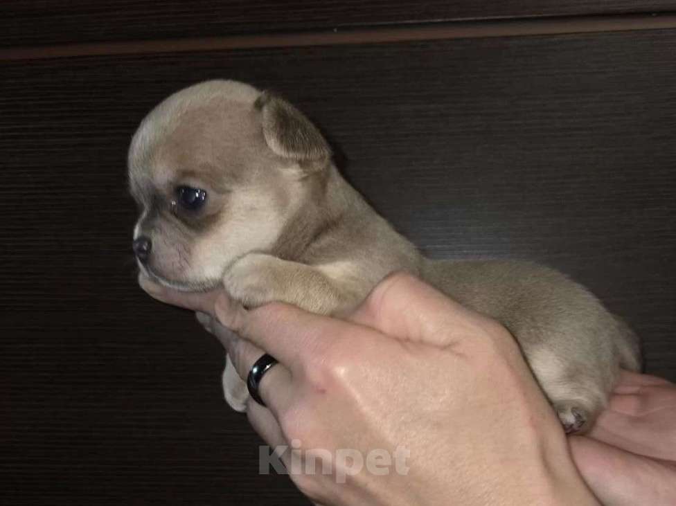 Собаки в других городах Московской области: Щенки чихуахуа Голубо палевый мальчик Мальчик, 50 000 руб. - фото 5