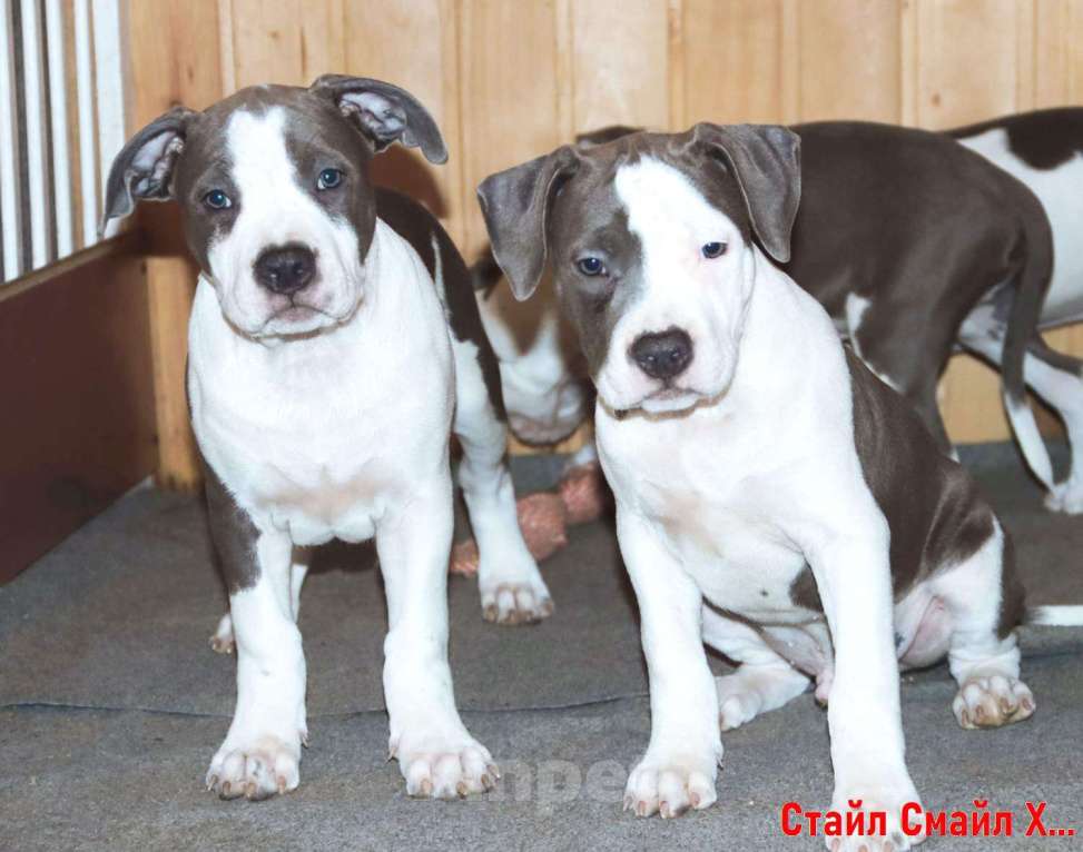 Собаки в Сергиеве Посаде: Щенки американского стаффордширтерьера Мальчик, 60 000 руб. - фото 2