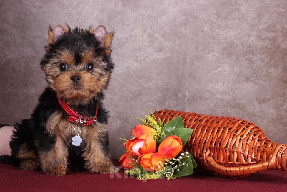 Собаки в Москве: Йоркширский курносый  красавчик Ярослав  РКФ Мальчик, 45 000 руб. - фото 6