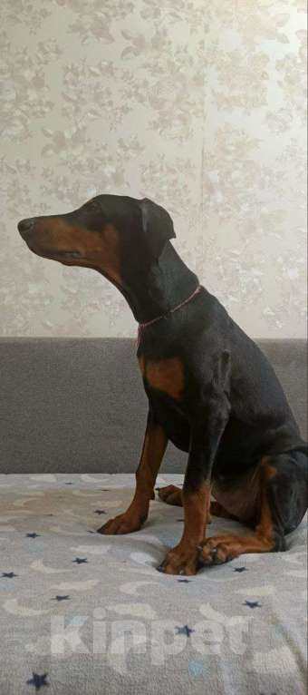 Собаки в Волгограде: Щенки собаки породы Доберман Девочка, 15 000 руб. - фото 3