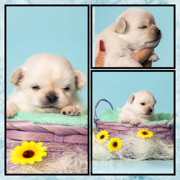 Собаки в Москве: Чихуахуа Мальчик, 50 000 руб. - фото 5