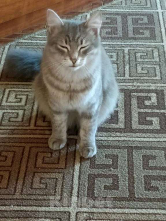 Кошки в Бийске: Максимка Мальчик, 1 000 руб. - фото 3