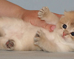 Кошки в Сарове: Шотландский вислоухий котенок Девочка, Бесплатно - фото 1