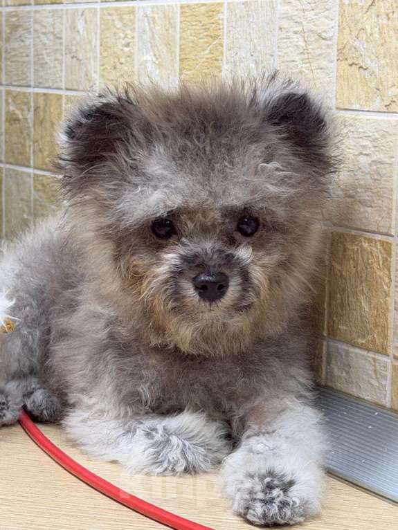 Собаки в Краснодаре: Тедди пудель Китай Мальчик, 190 000 руб. - фото 4