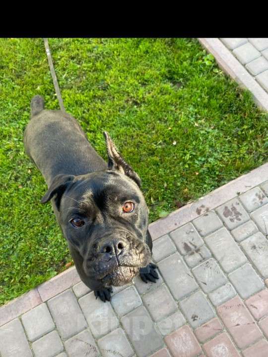 Собаки в Брянске: Кане-корсо в добрые руки Девочка, Бесплатно - фото 1