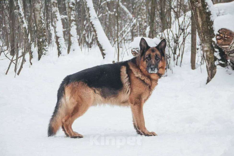 Собаки в Москве: Ярис ищет дом Мальчик, Бесплатно - фото 4