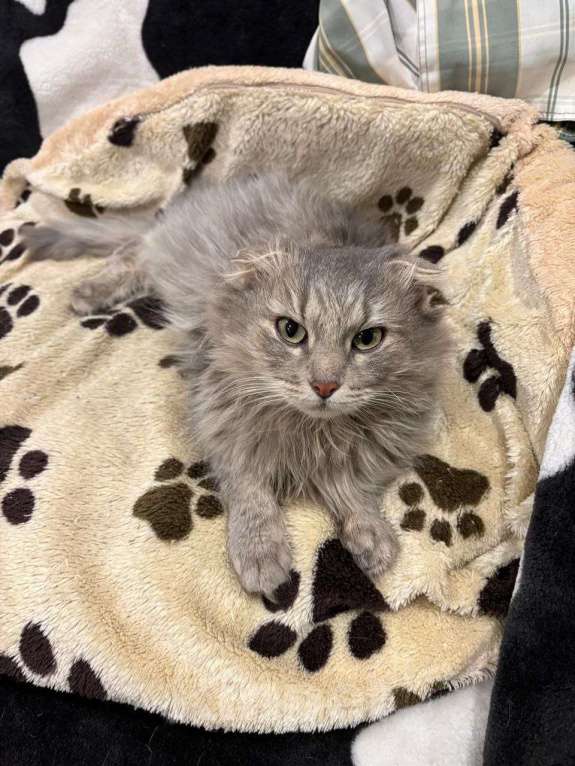 Кошки в Москве: Пушистая вислоушка Гресси. Кошка в добрые руки. Девочка, Бесплатно - фото 5