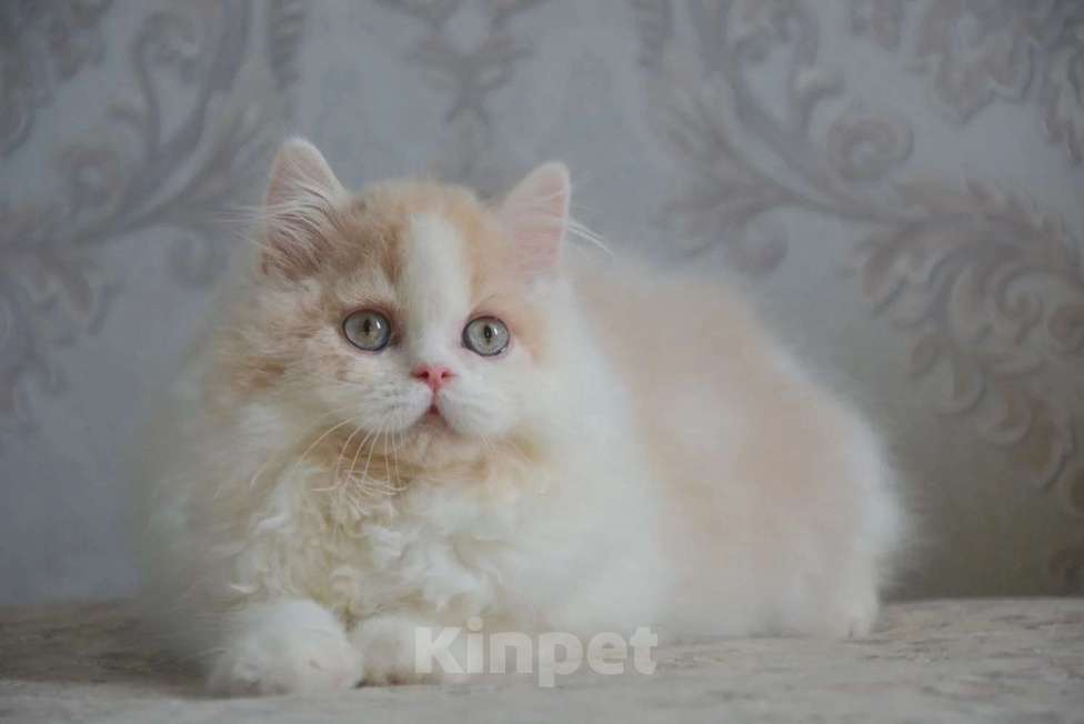 Кошки в Сочи: Котёнок Мальчик, Бесплатно - фото 4