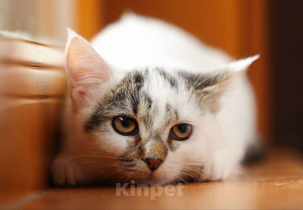 Кошки в Москве: Маленькая Варя грустит — никто не хочет забирать ее Девочка, Бесплатно - фото 2