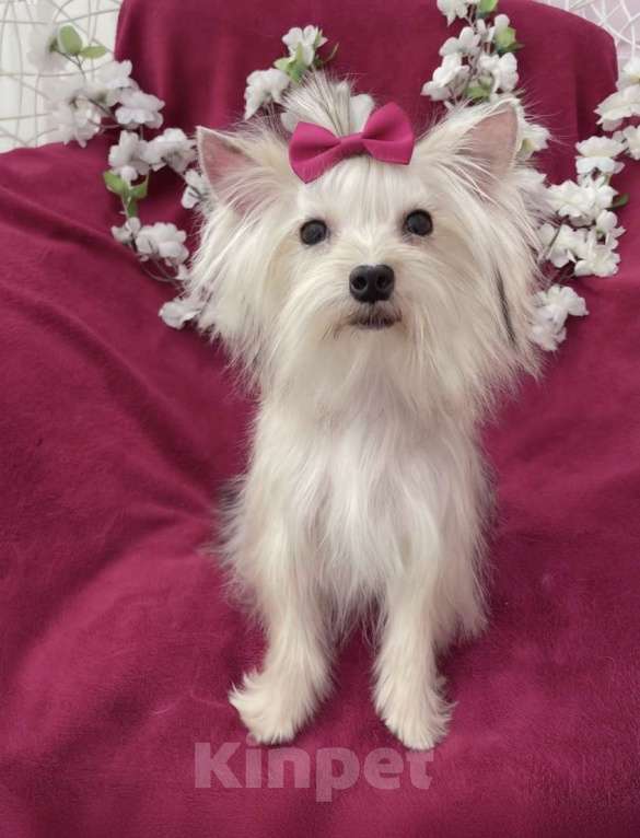 Собаки в Москве: Мини йорк девочка подрощенная золотая Девочка, 80 000 руб. - фото 4