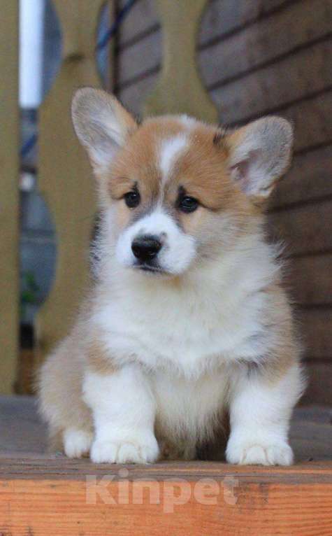 Собаки в Москве: Аманси Бранль Мальчик, 75 000 руб. - фото 2