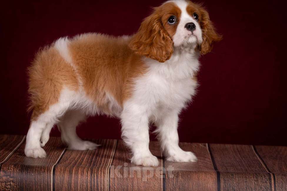 Собаки в Королеве: Кавалер Кинг Чарльз спаниель щенок девочка  Девочка, 75 000 руб. - фото 4