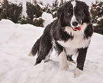 Собаки в Звенигороде: Вечный двигатель Влада собака в дар Девочка, Бесплатно - фото 8