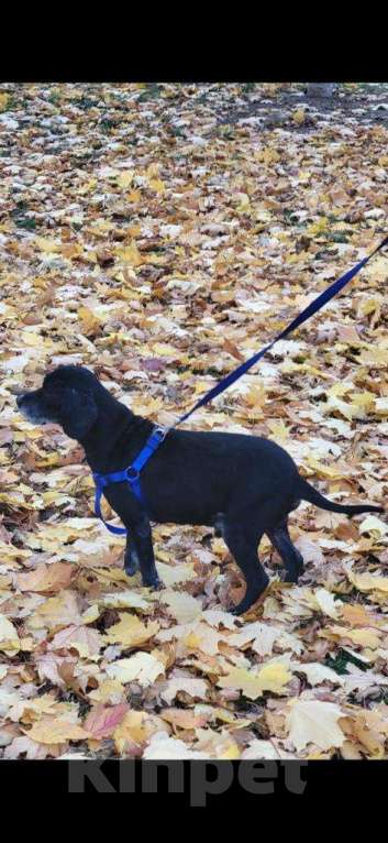 Собаки в Краснодаре: МУДРЫЙ ТОША-СПАНИЕЛЬ был предан, но продолжает верить людям Мальчик, Бесплатно - фото 4