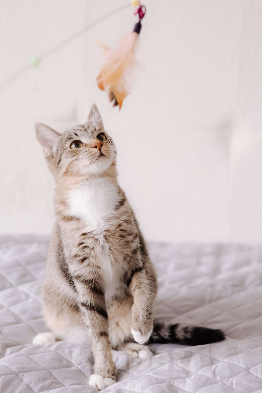 Кошки в Москве: Котенок в добрые руки Девочка, Бесплатно - фото 5