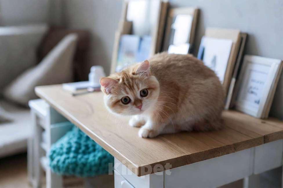 Кошки в Москве: Девочка шоколадное золото  Девочка, 100 000 руб. - фото 3