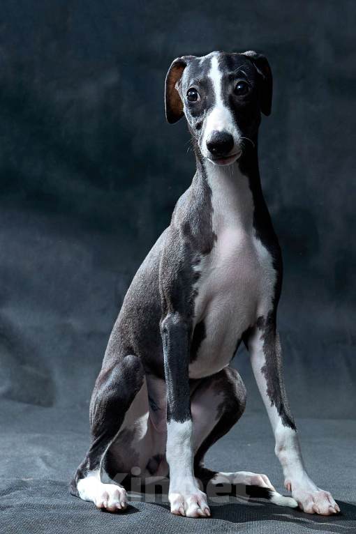 Собаки в Москве: Красивый парень уиппет черного цвета Мальчик, 55 000 руб. - фото 4