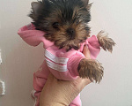 Собаки в Санкт-Петербурге: Щенки йоркширского терьера Девочка, Бесплатно - фото 1