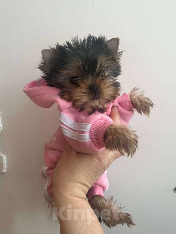 Собаки в Санкт-Петербурге: Щенки йоркширского терьера Девочка, Бесплатно - фото 1