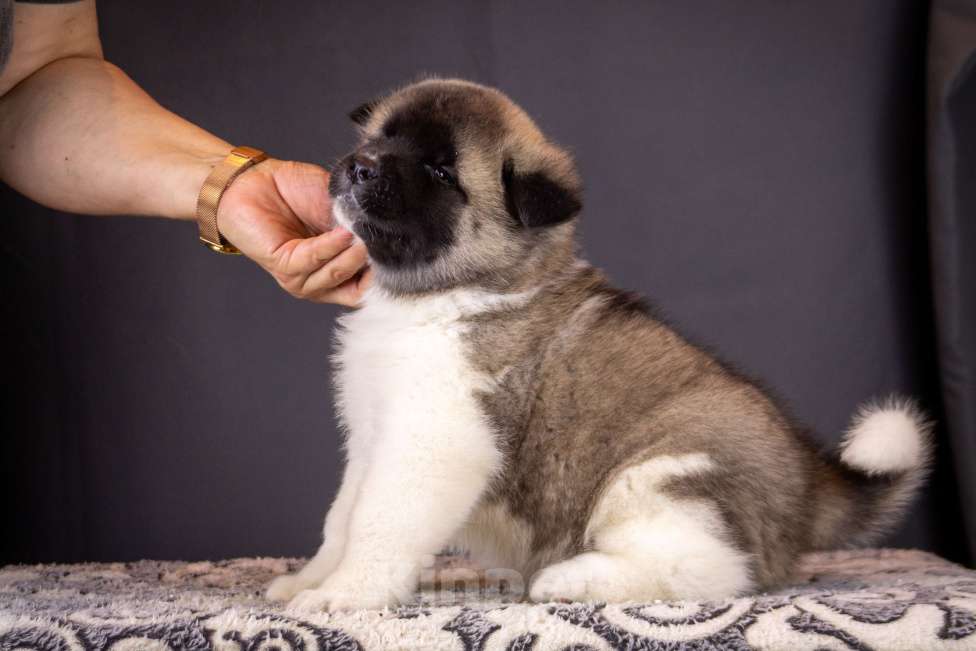 Собаки в других городах Ленинградской области: Щенки Американской акиты, для семьи и выставок. Мальчик, 100 000 руб. - фото 5