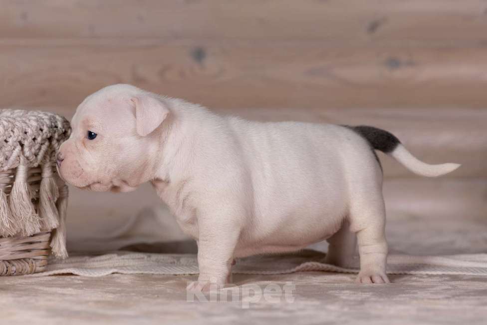 Собаки в Королеве: Американский булли стандарт Девочка, 150 000 руб. - фото 8