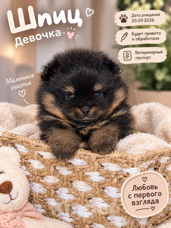 Собаки в Нижнем Новгороде: Померанский шпиц щенок Девочка, 30 000 руб. - фото 1