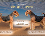 Собаки в Ярославле: Щенки эрдельтерьера Мальчик, 50 000 руб. - фото 2