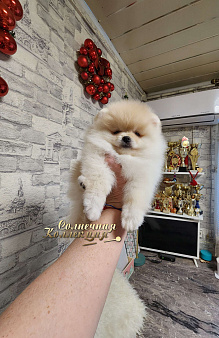Шпиц померанский в медвежьем типе девочка из племенного питомника