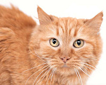 Кошки в Москве: Ярко-рыжая пушистая кошка Топаза в добрые руки Девочка, 1 руб. - фото 1