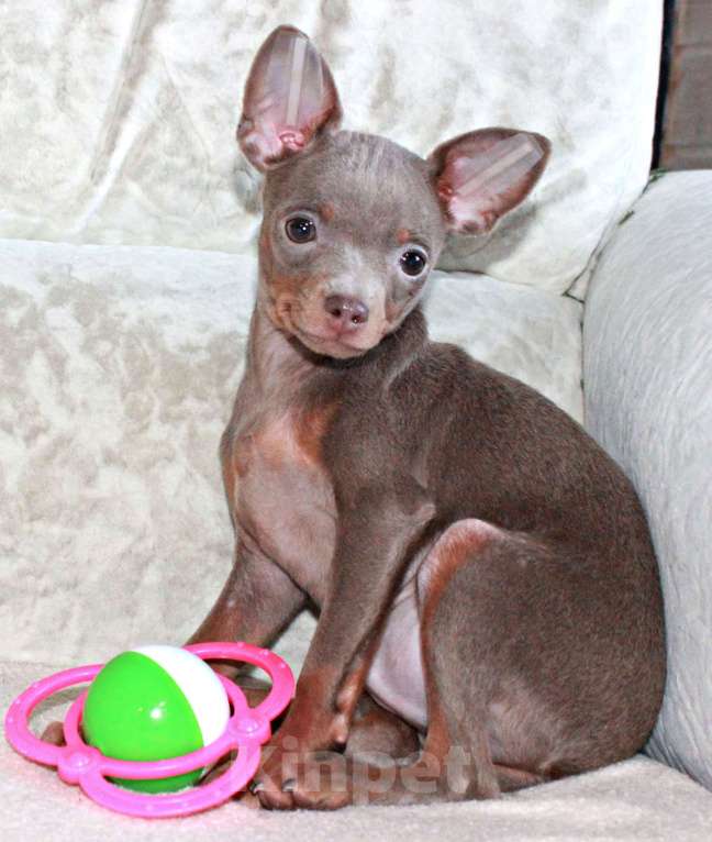 Собаки в Волгограде: Мальчик лиловый Мальчик, 18 000 руб. - фото 4